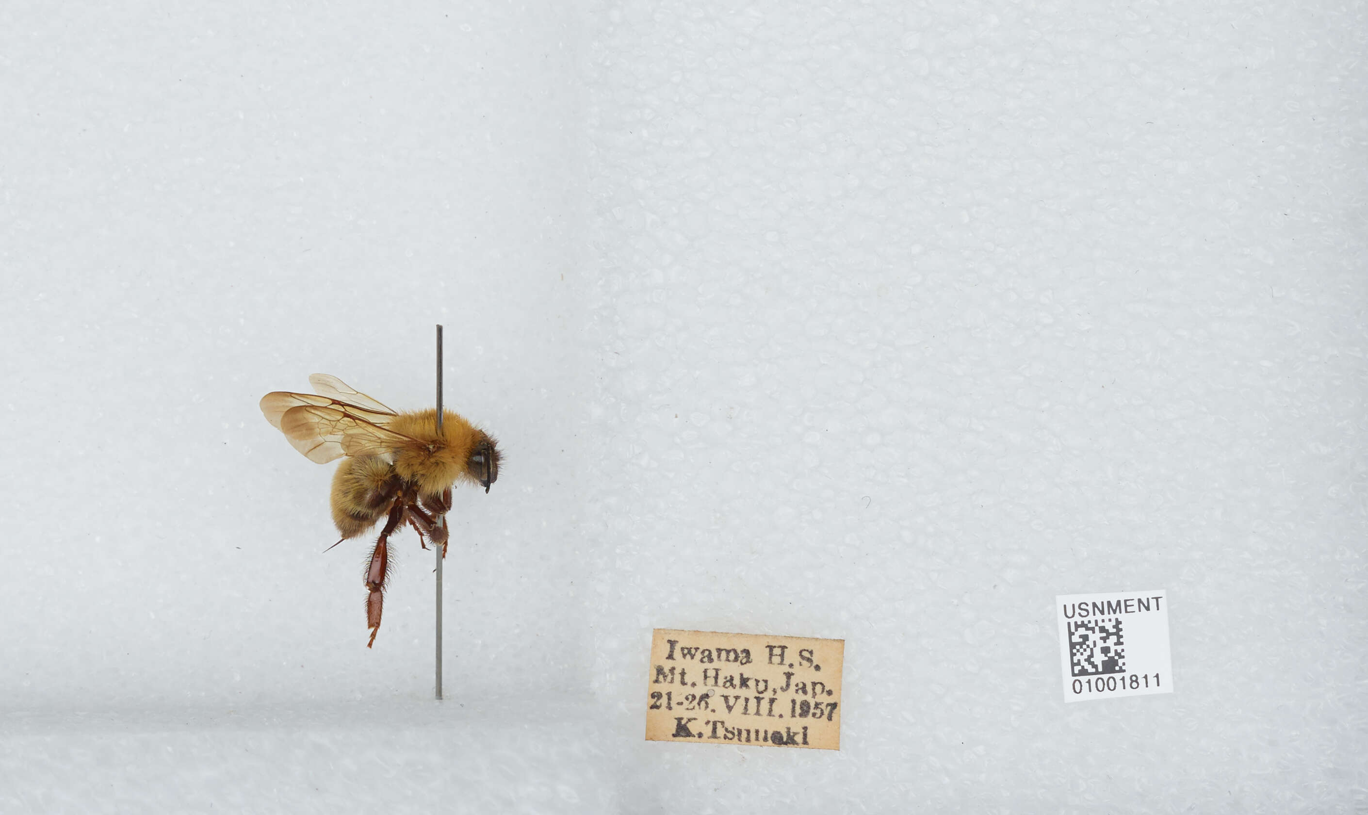 Imagem de Bombus diversus Smith 1869