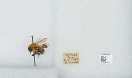 Imagem de Bombus diversus Smith 1869