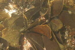 Image of Phaeophyceae