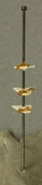 Image of Monomorium subapterum Wheeler 1917