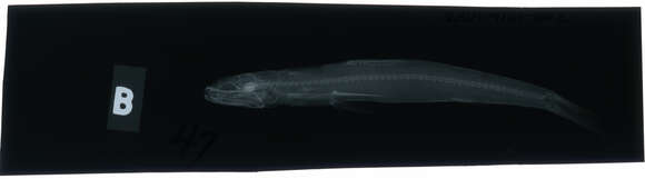 Image of Lizardfish