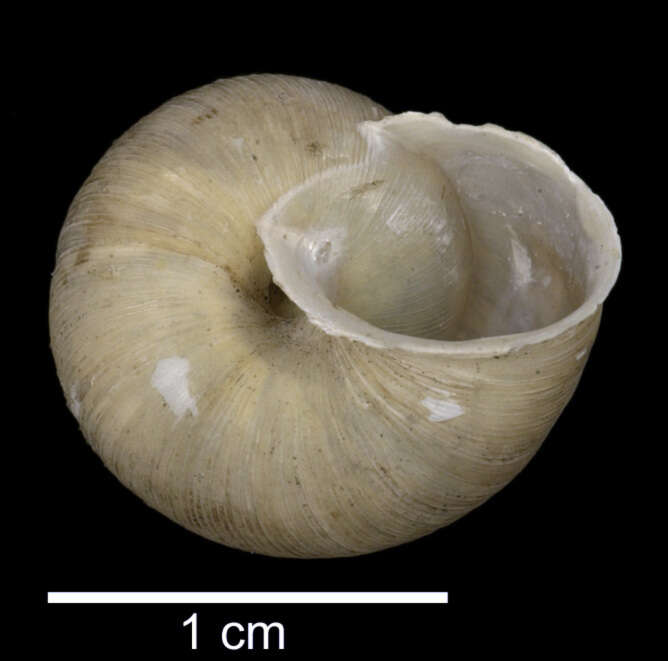 Image of <i>Cepolis gregoriana</i> Dall