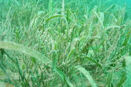Image of cactus tree alga