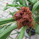 Image of Hedychium longicornutum Griff. ex Baker