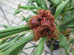 Image of Hedychium longicornutum Griff. ex Baker