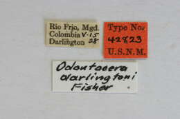 Image of Odontocera darlingtoni Fisher 1930