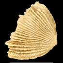 Image of Tropidocyathus minimus Filkorn 1994