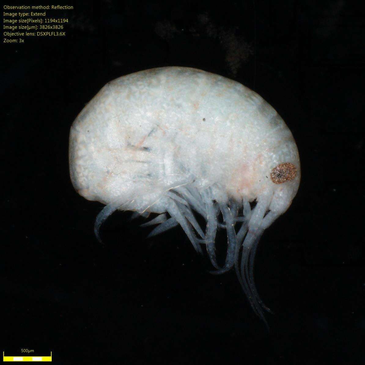 Image of Amphipoda