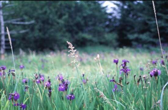 Image of Large-Flower Blue Grass