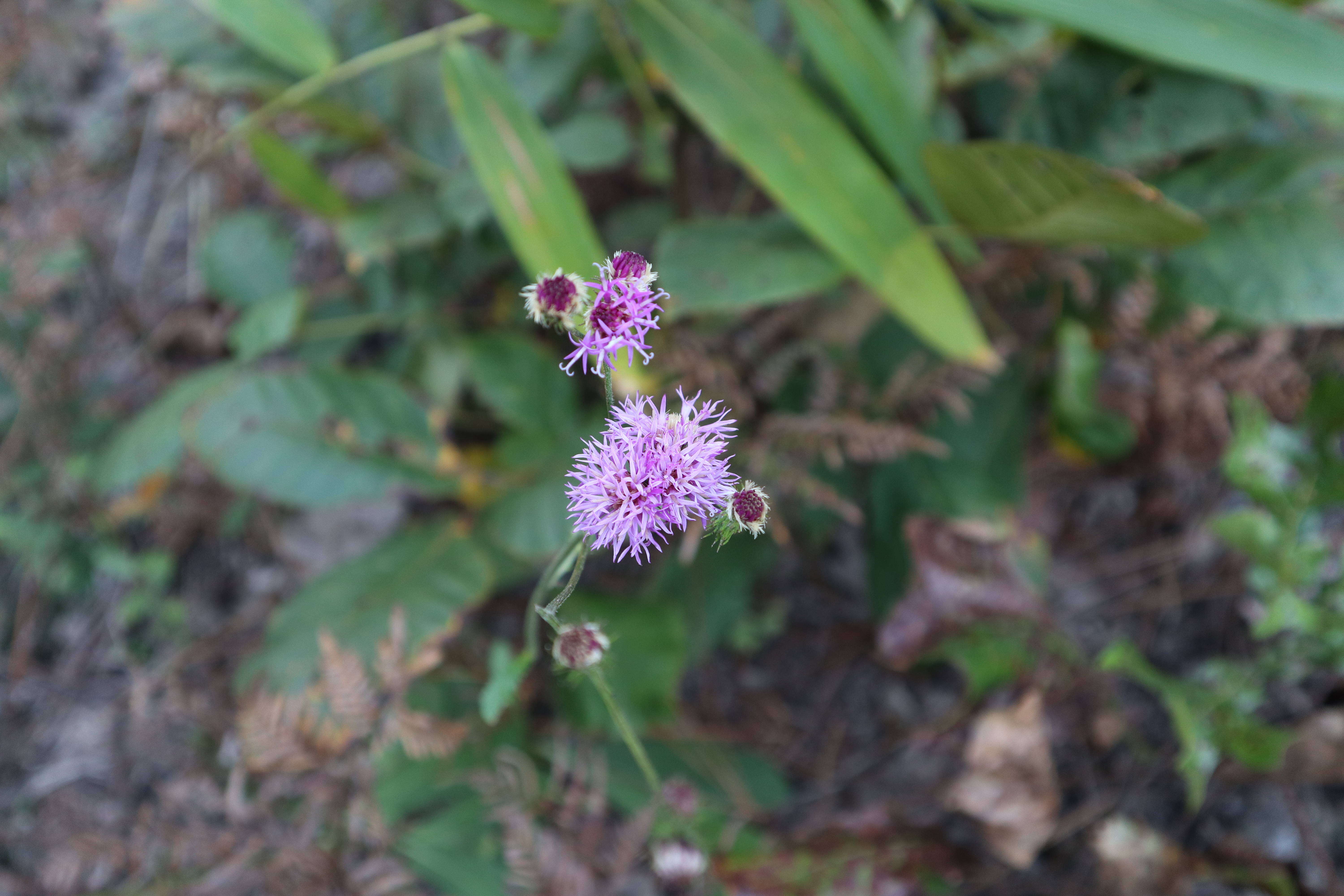 Image of stemless ironweed