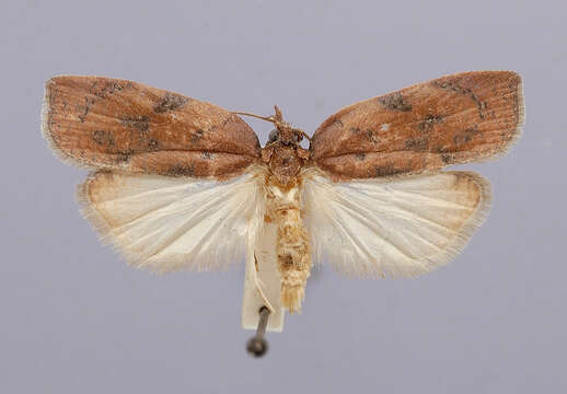 Image of Western Avocado Leafroller Moth