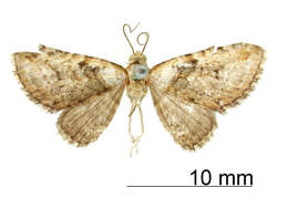 Image of Eupithecia albibasalis Schaus 1913