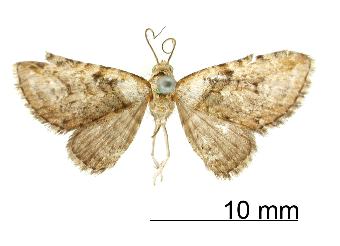 Image de Eupithecia albibasalis Schaus 1913