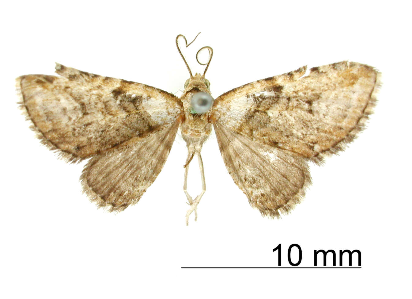 Слика од Eupithecia albibasalis Schaus 1913