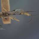 صورة Pristomerus euzopherae Viereck 1912