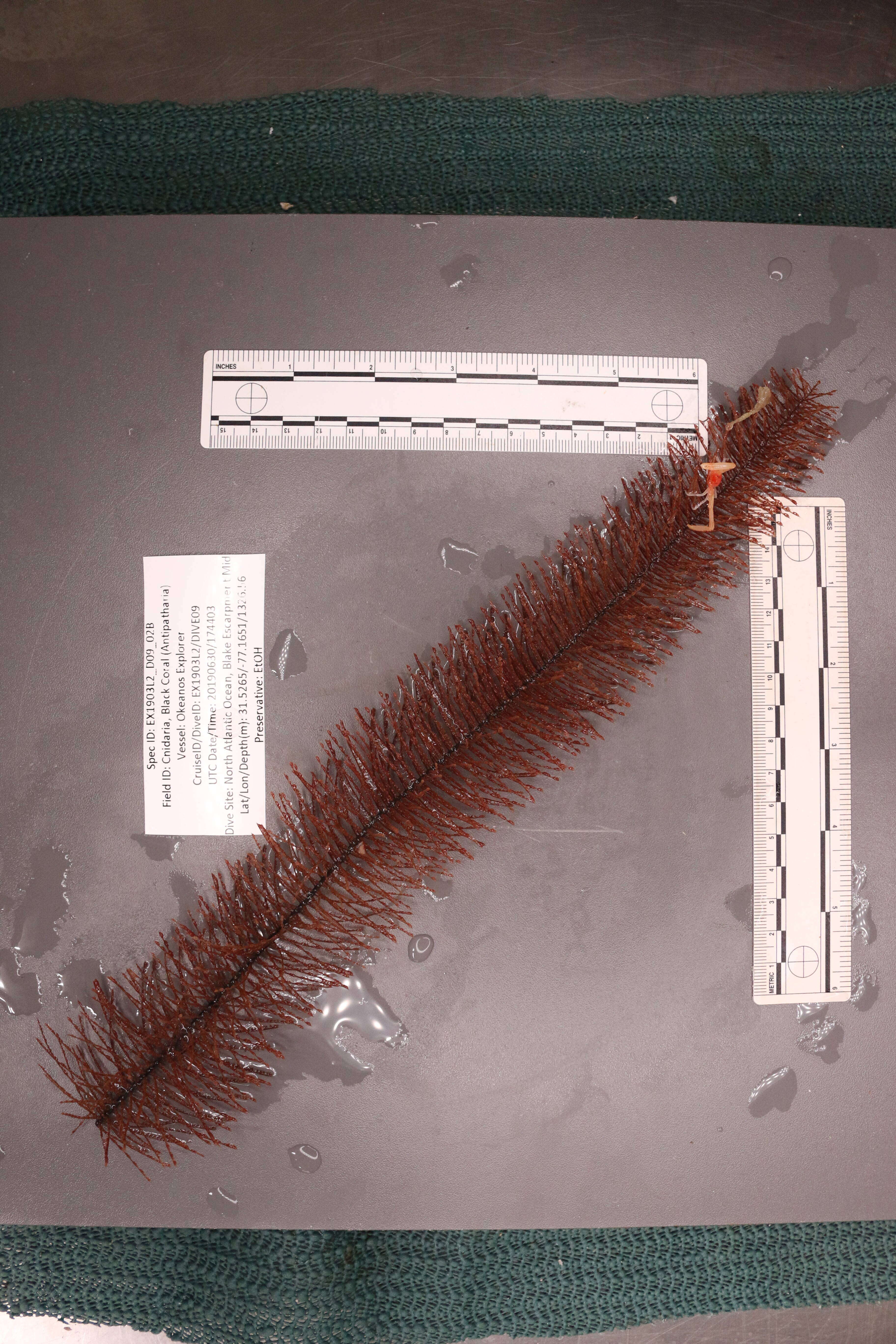 Image of Four-stick Black Coral