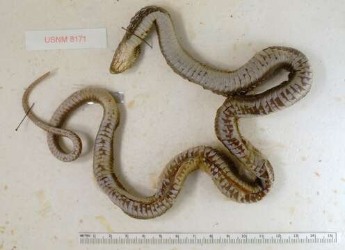 Image of Thamnophis elegans vagrans (Baird & Girard 1853)