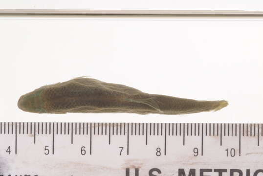 Image of Pseudophoxinus