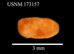 Image de Notophryxus lobus Schultz 1977