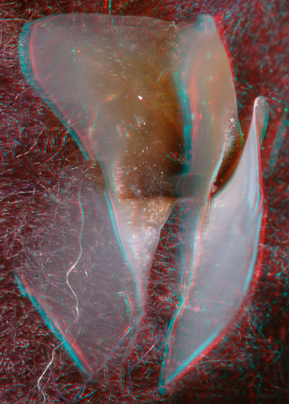 Image of pink scaled squid