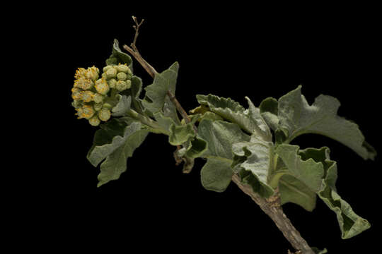 Sivun <i>Parthenium <i>tomentosum</i></i> var. tomentosum kuva