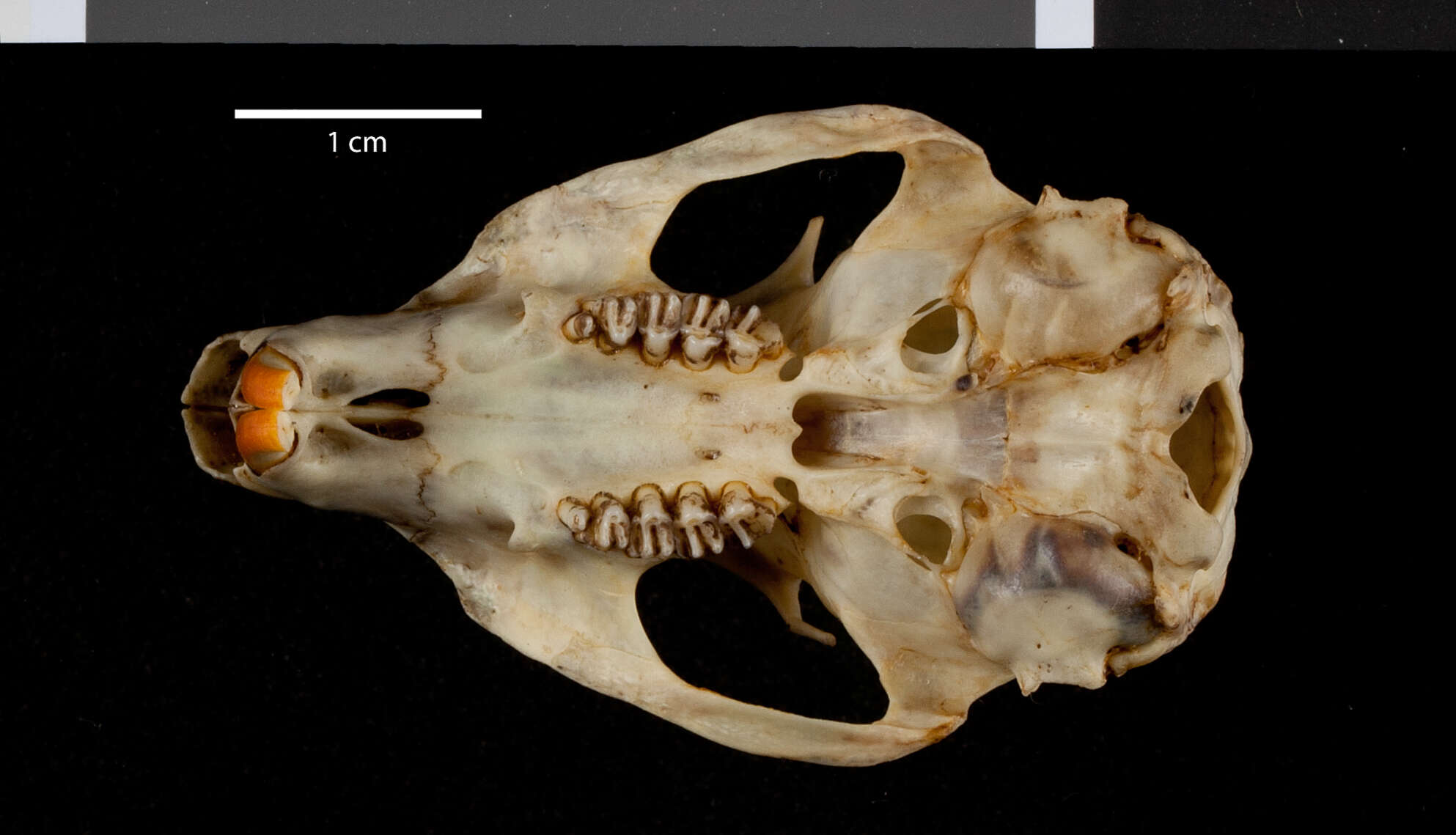 Image of Callospermophilus lateralis connectens (A. H. Howell 1931)