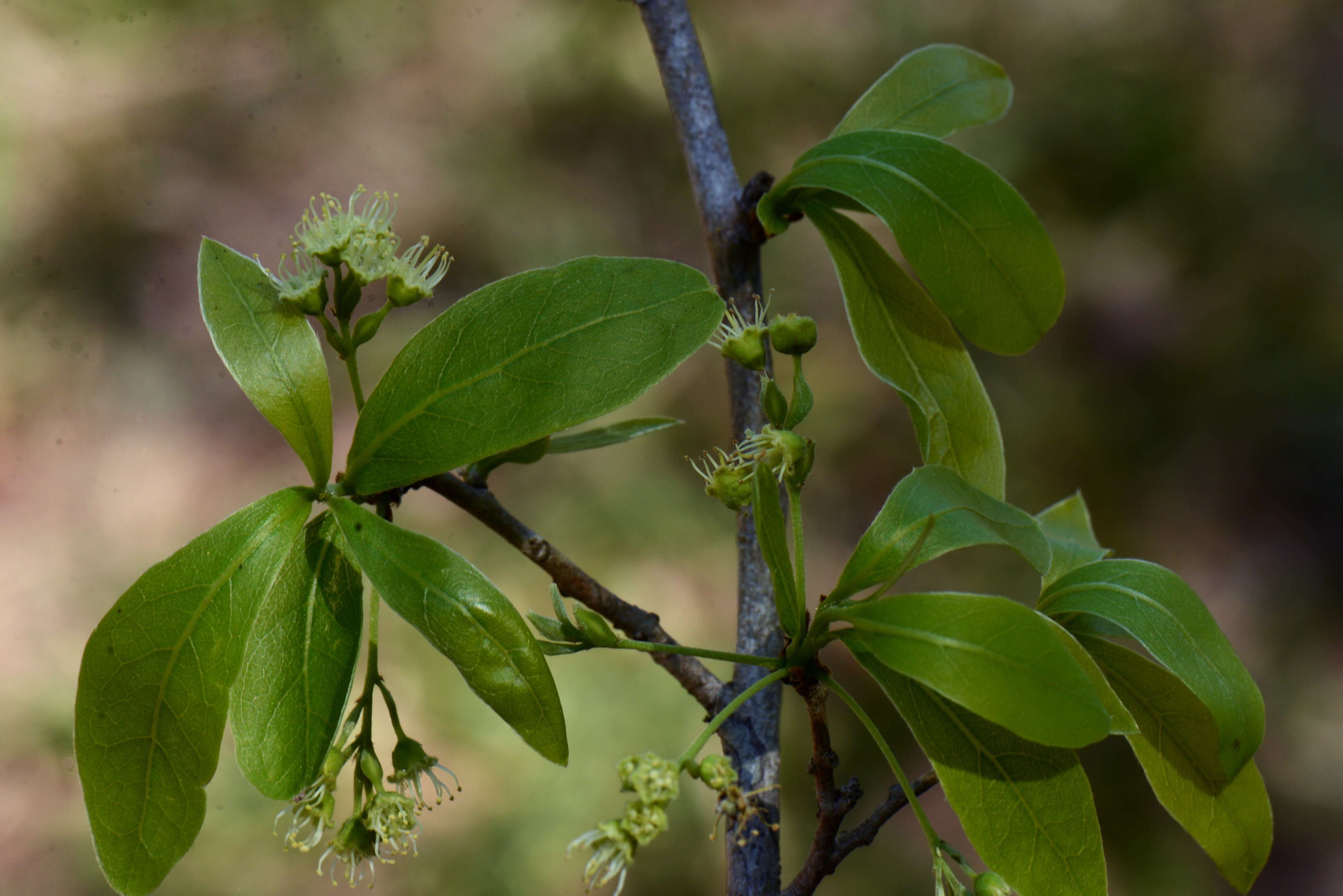 Sivun Terminalia triflora (Griseb.) Lillo kuva