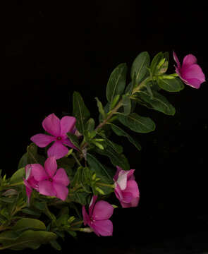 Image of Madagascar periwinkle