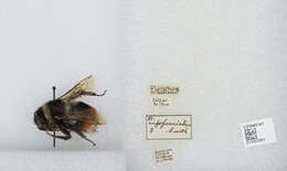 Image of Bombus rufofasciatus Smith 1852