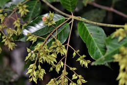 Image of Combretum Loefl.