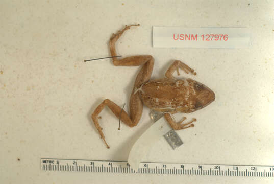 Sivun Eleutherodactylus cundalli Dunn 1926 kuva