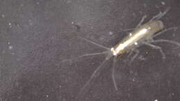 Image of Amphipoda