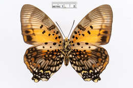 Imagem de Charaxes zingha Stoll 1780