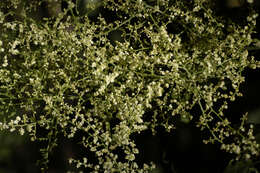 Image of Fevillea pedatifolia (Cogn.) C. Jeffrey