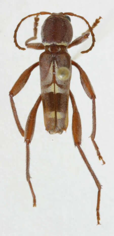 Image of Neoclytus fraterculus Martins & Galileo 2008