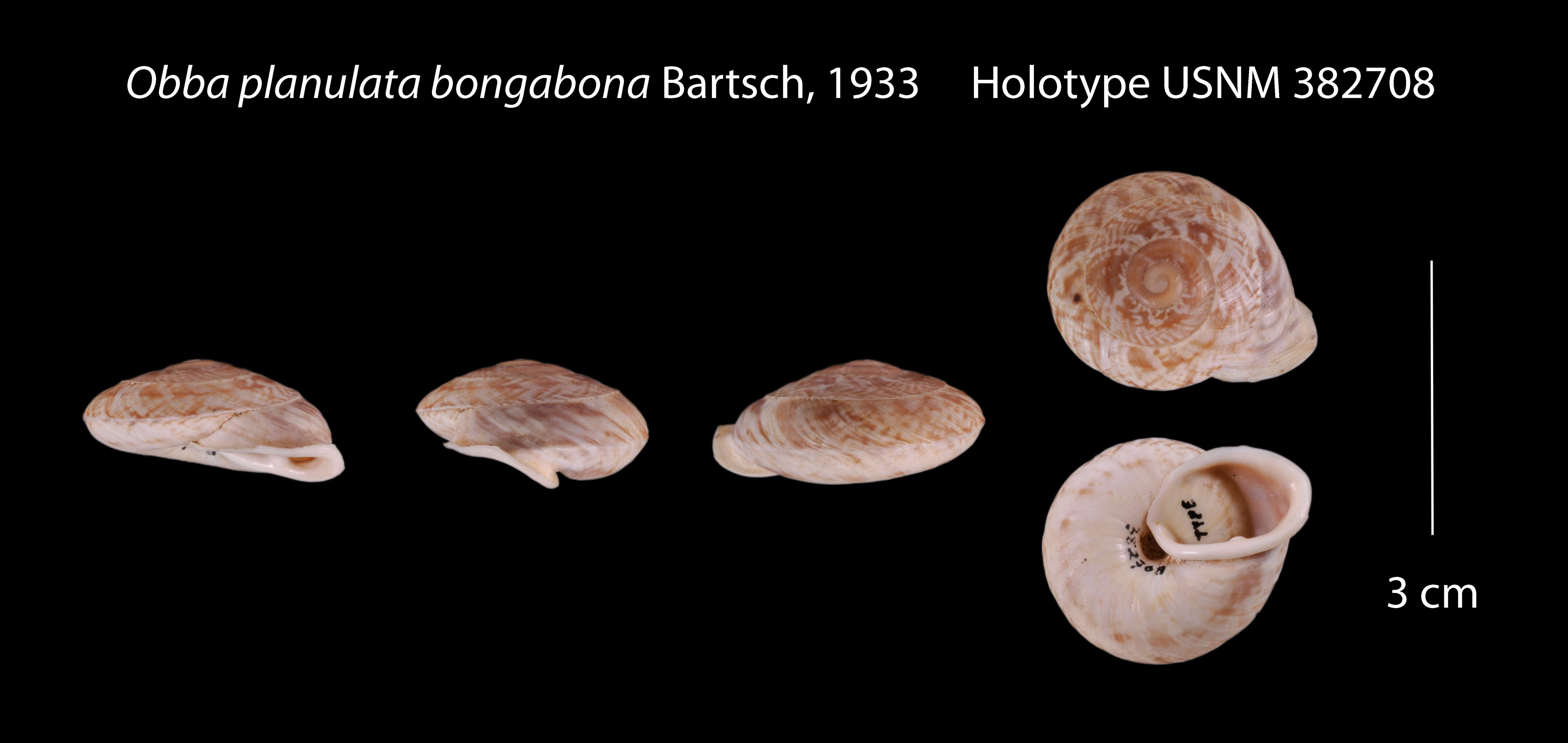 Image of Obba planulata bongabona Bartsch 1933
