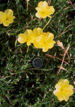 Oenothera stubbei W. Dietrich, P. H. Raven & W. L. Wagner的圖片