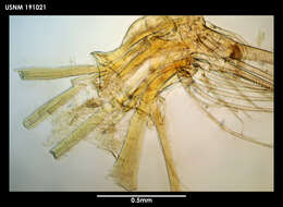 Слика од Xanthocalanus harpagatus Bradford & Wells 1983