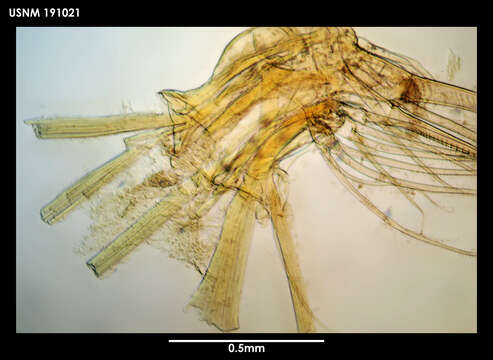 Xanthocalanus harpagatus Bradford & Wells 1983的圖片