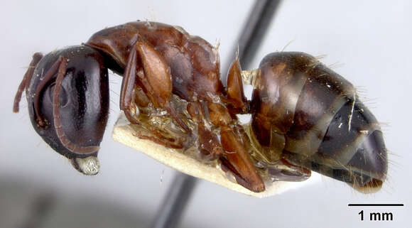 Image of Camponotus fallax (Nylander 1856)