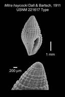 Image of Mitromorpha haycocki (Dall & Bartsch 1911)