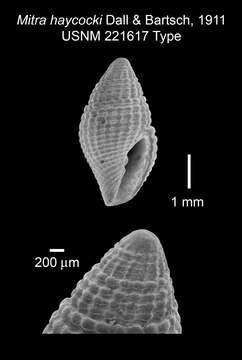 Image of Mitromorpha haycocki (Dall & Bartsch 1911)