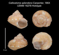 Image of Calliostoma supragranosum Carpenter 1864