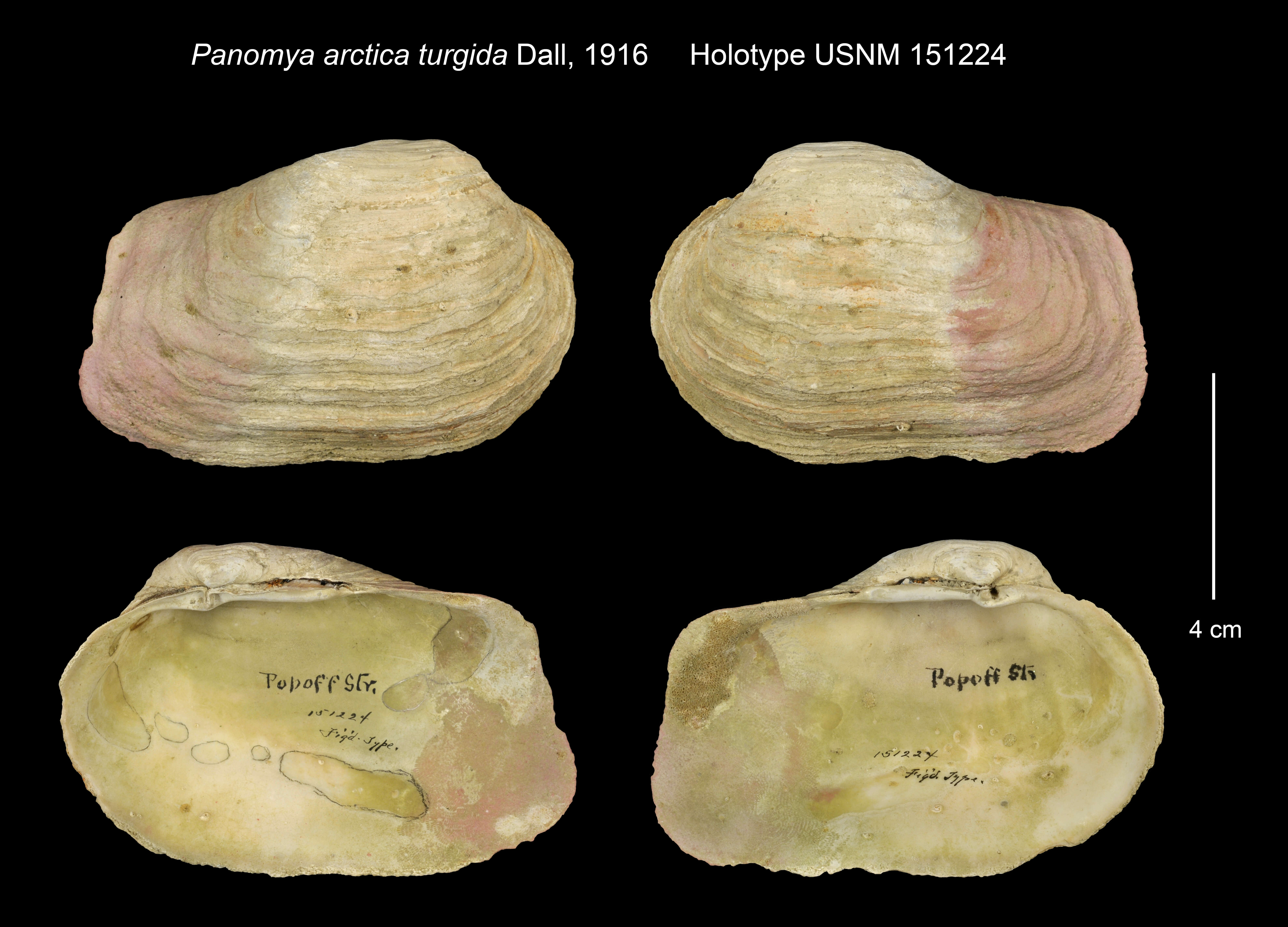 Image de Panomya norvegica (Spengler 1793)