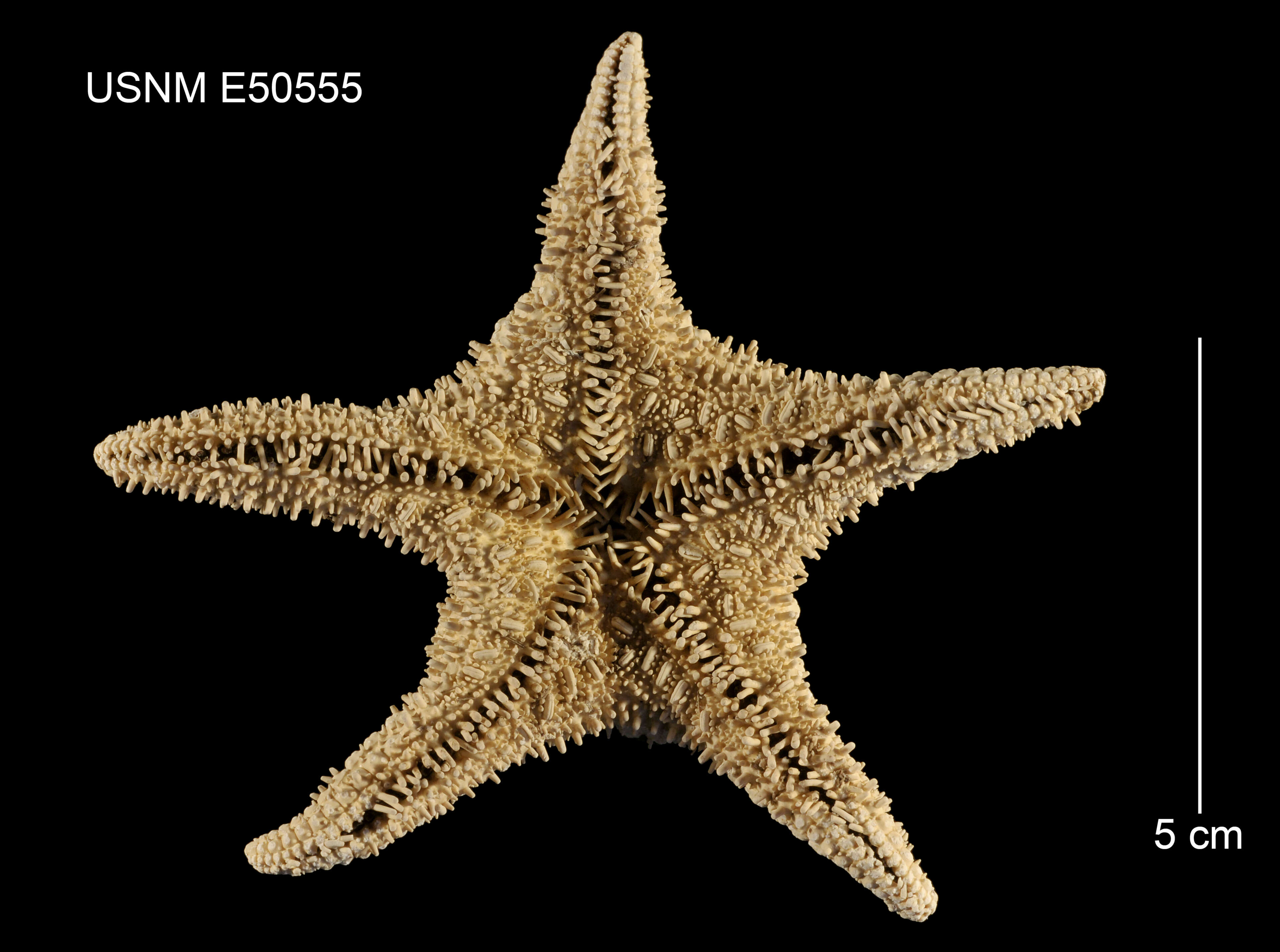 Image of Chitonaster trangae Mah 2011