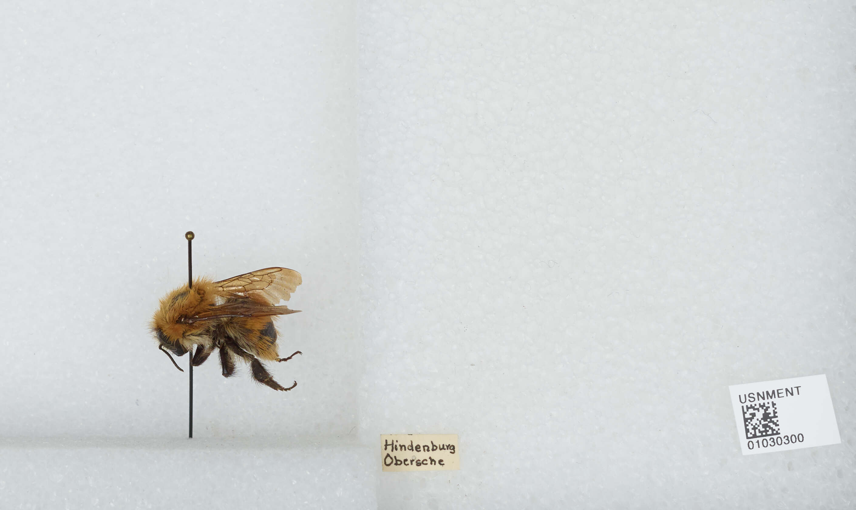 Image of Bombus muscorum (Linnaeus 1758)