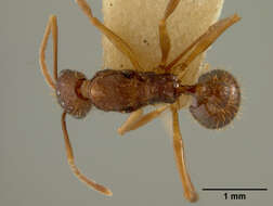 Aphaenogaster honduriana Mann 1922的圖片