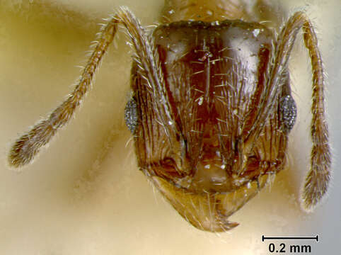 Pheidole centeotl Wheeler 1914 resmi