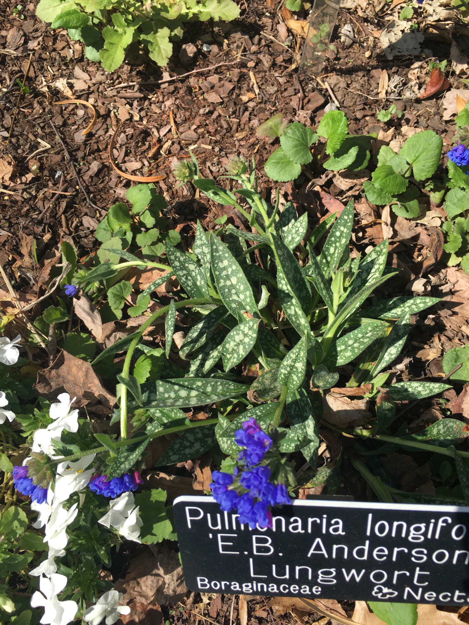 Image of Pulmonaria longifolia (Bast.) Boreau