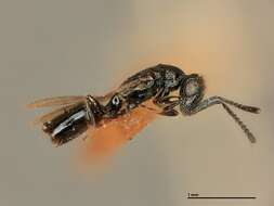 Image of Parasitoid wasp